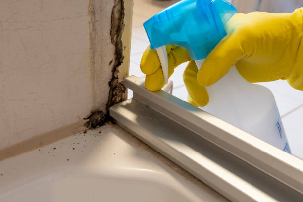 Best Certified Mold Removal  in Modesto, CA