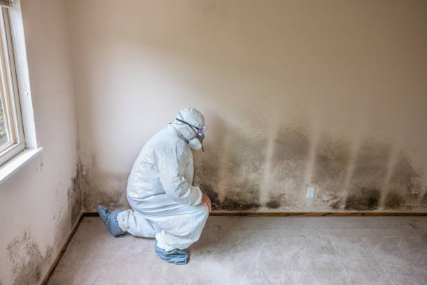 Modesto, CA Mold Removal Company