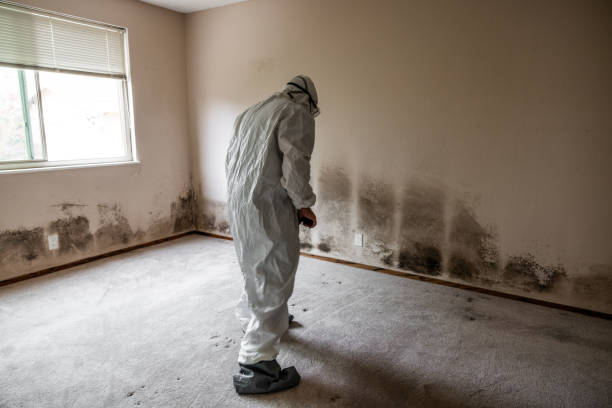 Attic Mold Removal in Modesto, CA