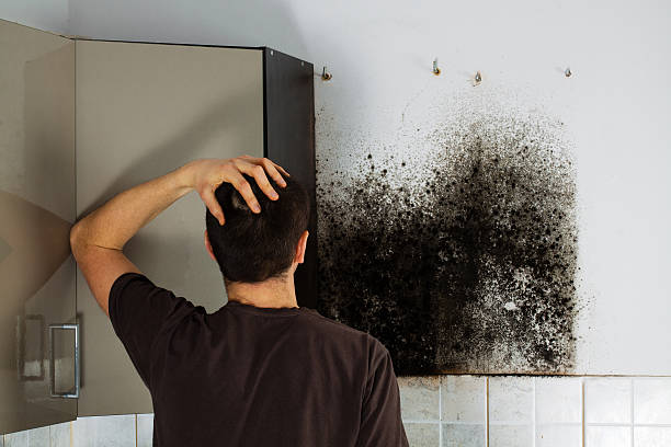 Best Mold Remediation  in Modesto, CA